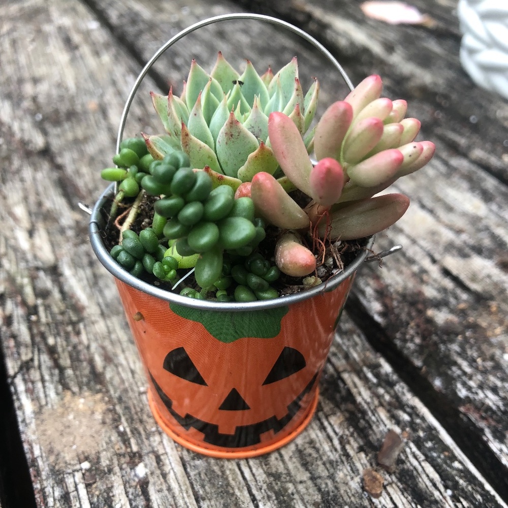 Mini succulent arrangement